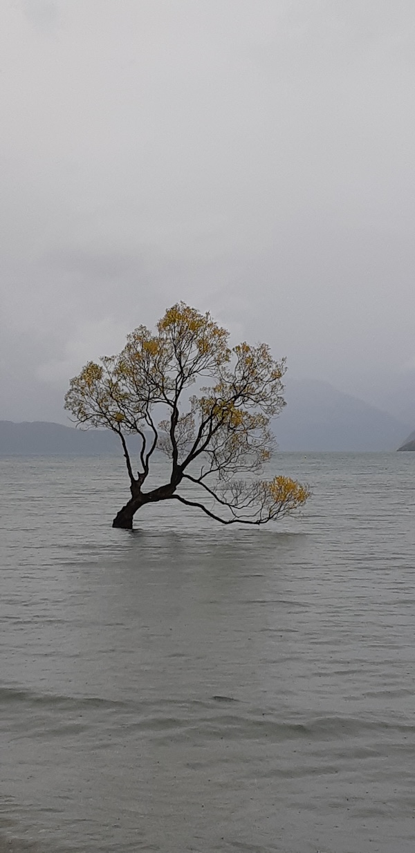 gia-murray-kindness Gia Murray photo of a serene scene of a tree in the middle or water